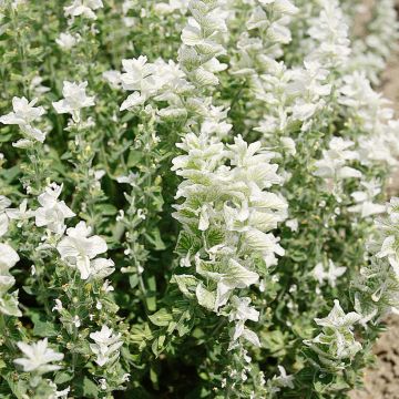 Salvia Horminum Claryssa Mixed 