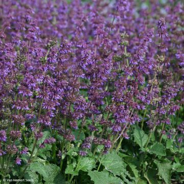 Graines de Sauge verticillée Purple Fairy Tale - Salvia verticillata