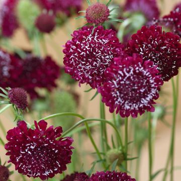 Graines de Scabieuse Black Knight - Scabiosa atropurpurea