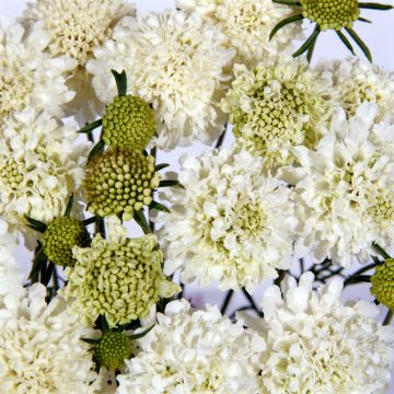 Graines de Scabieuse Black Knight - Scabiosa atropurpurea