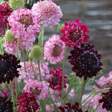 Graines de Scabieuse Black Knight - Scabiosa atropurpurea