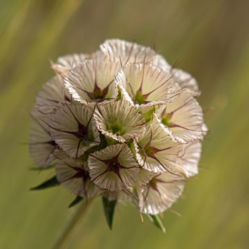 Graines de Scabieuse Black Knight - Scabiosa atropurpurea