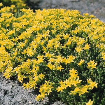 Sedum Ussuriense Turkish Delight 