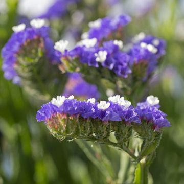 Graines de Statice Forever Blue - Limonium sinuatum