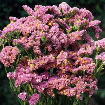 Limonium Sinuatum Forever Mixed