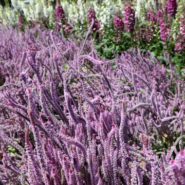 Graines de Statice à feuilles sinueuses Pacific en mélange - Limonium sinuatum