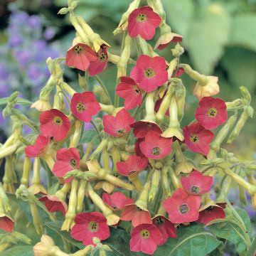 Graines de Nicotiana Lime Green - Tabac d'ornement.