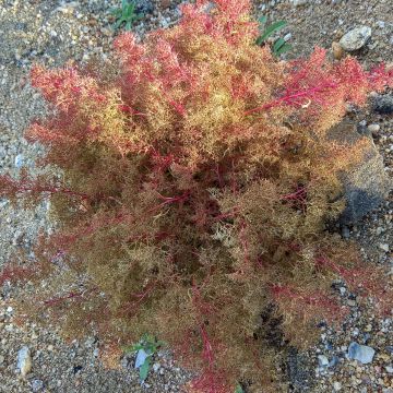 Graines d'Amaranthus paniculatus Autumn Palette - Amarante gigantesque