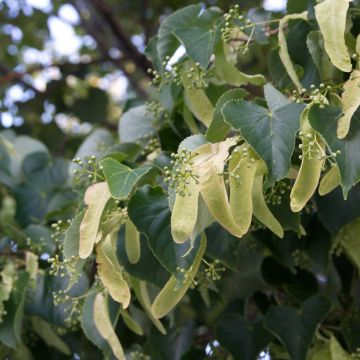 Graines de Tilleul à petites feuilles - Tilia cordata