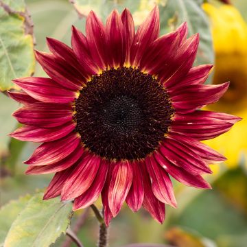 Graines de Tournesol Desire Red F1- Helianthus annuus