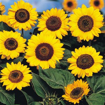 Graines de Tournesol Prado Yellow