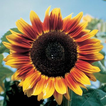 Graines de Tournesol Solar Eclipse F1 - Helianthus annuus