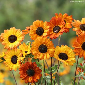 Graines de Tournesol Soluna Bronze - Helianthus debilis