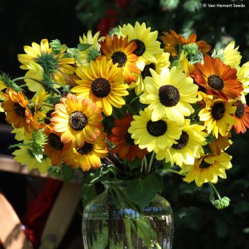 Graines de Tournesol Soluna Mix - Helianthus debilis