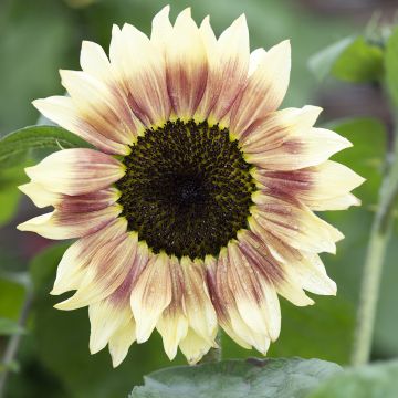 Graines de Tournesol Summer Lovin F1- Helianthus annuus