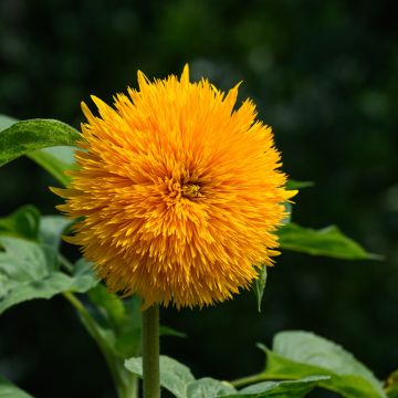 Tournesol Teddy Bear 