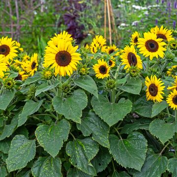 Graines de Tournesol Pradera F1 Gold - Helianthus annuus