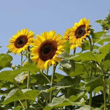 Graines de Tournesol géant Titan extra-tall - Helianthus annuus