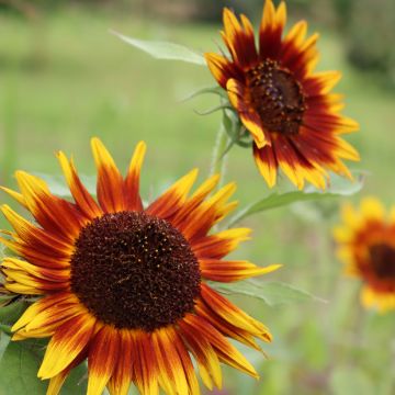 Graines de Tournesol nain Paquito Colorado - Helianthus annuus