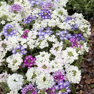 Graines de Verveine annuelle Scentsation Mix - Verbena hybrida