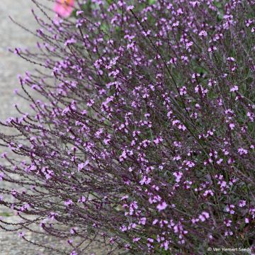 Graines de Verveine rugueuse Polaris - Verbena rigida