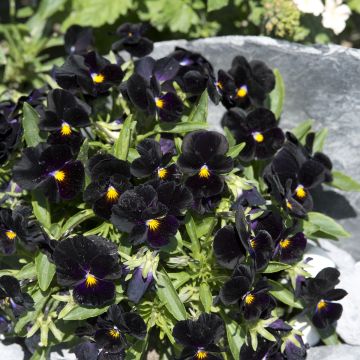 Graines de Viola Blacky noire (painted black)
