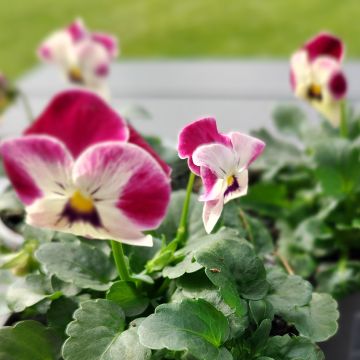 Violette cornue Admiration Viola cornuta