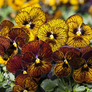 Graines de Viola cornuta Tiger Eye Mix