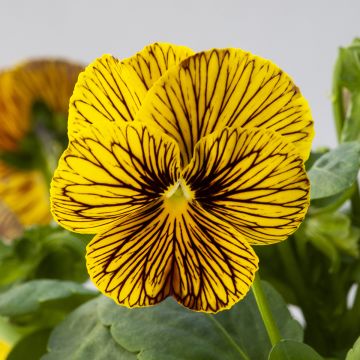 Graines de Viola cornuta Tiger Eye Yellow