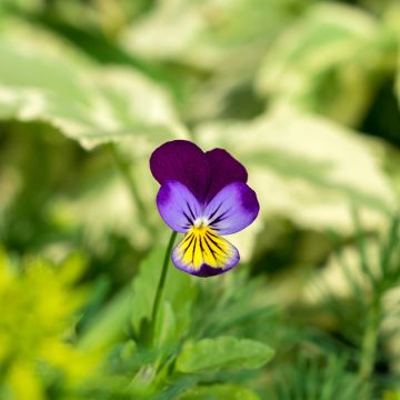 Viola Tricolor 