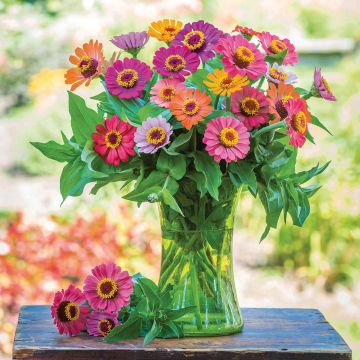 Graines de Zinnia elegans Forecast Mix