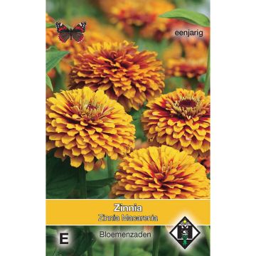 Graines de Zinnia elegans Macarenia