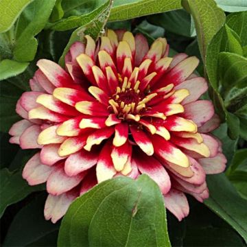 Graines de Zinnia elegans Swizzle Cherry & Ivory