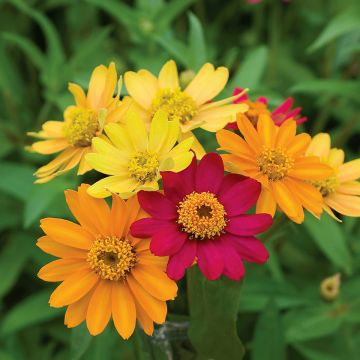 Graines de Zinnia nain Pinwheel Mix