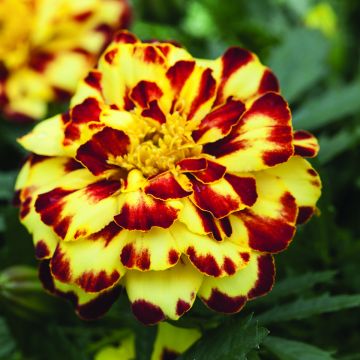 Graines d'Oeillet d'Inde Alumia Vanilla Cream - Tagetes patula