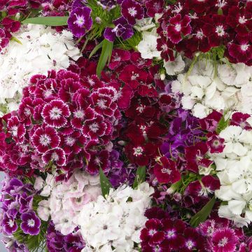 Graines d'Oeillet de poète Hollandia Purple Crown - Dianthus barbatus