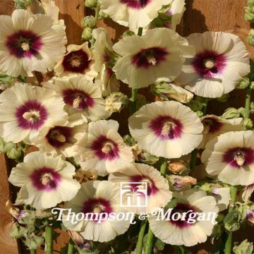 Graines de rose trémière Halo Cream - Alcea rosea