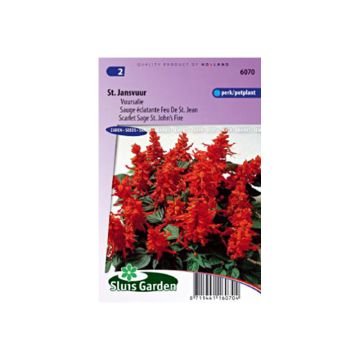 Graines de Salvia splendens Scarlet Sage St John's Fire  - Sauge éclatante