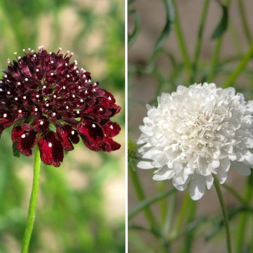 Mélange de graines de fleurs sauvage à thème méditerranéen