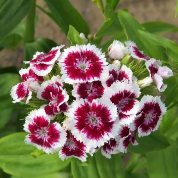 Graines d'Œillet de poète Etournelle White with Eye - Dianthus barbatus