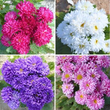 Graines de Grande-Marguerite Kleurentapijt - Callistephus chinensis