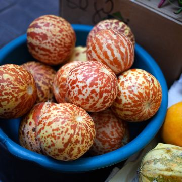 Melon Orange Ananas