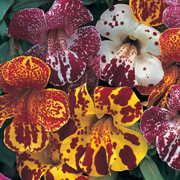 Graines de Mimulus Magic Blotched Mix