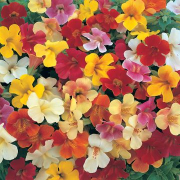 Mimulus x Hybridus Mystic Mixed F1 Hybrid 