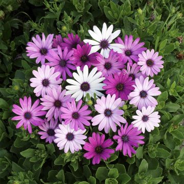 Graines d'Osteospermum Passion Mixed - Marguerite du Cap