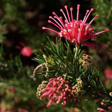 Grevillea juniperina - Grévilléa à feuilles de genévrier 