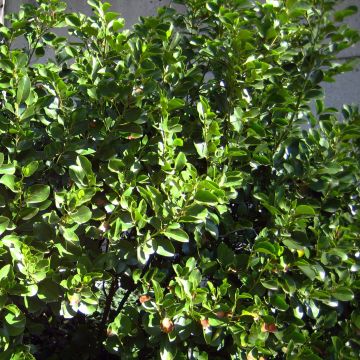 Griselinia littoralis