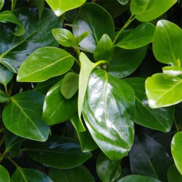 Griselinia littoralis Emerald - Griselinie du littoral