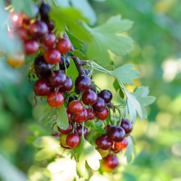 Groseiller - Ribes Jostaberry Buisson