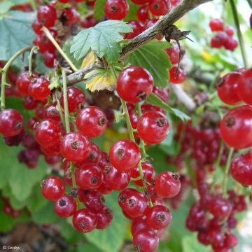 Groseillier à grappes rouges Ribest Lisette